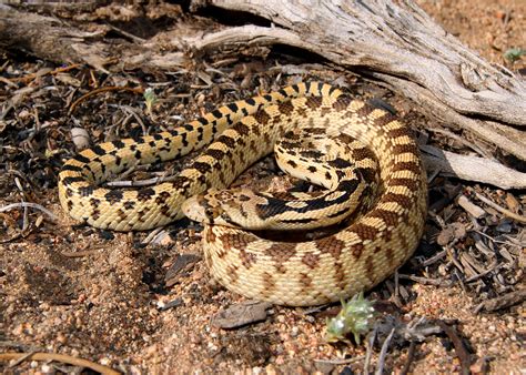 nevada snake pictures.